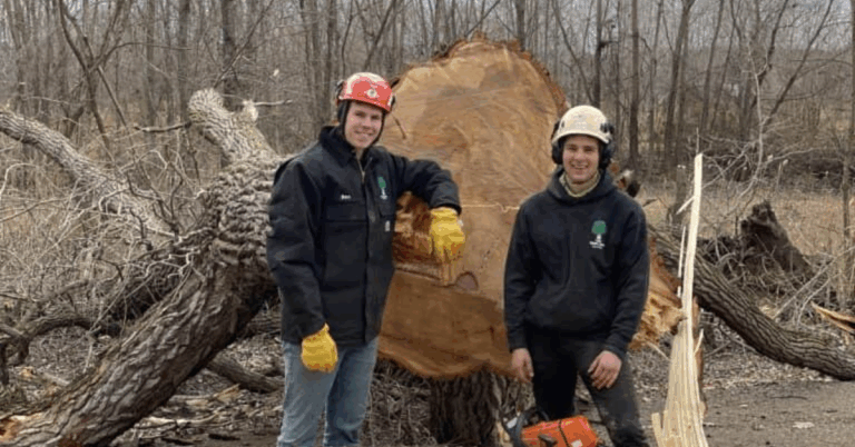 Professional Land Clearing Services: Transforming Your Land the Right Way